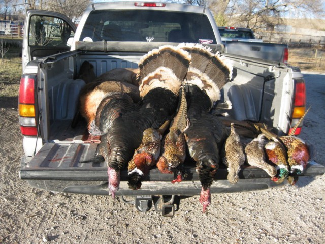 Turkeys, grouse and pheasants. Photo courtesy Daryl Bauer.