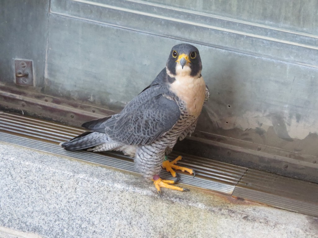 cornered Peregrine Falcon
