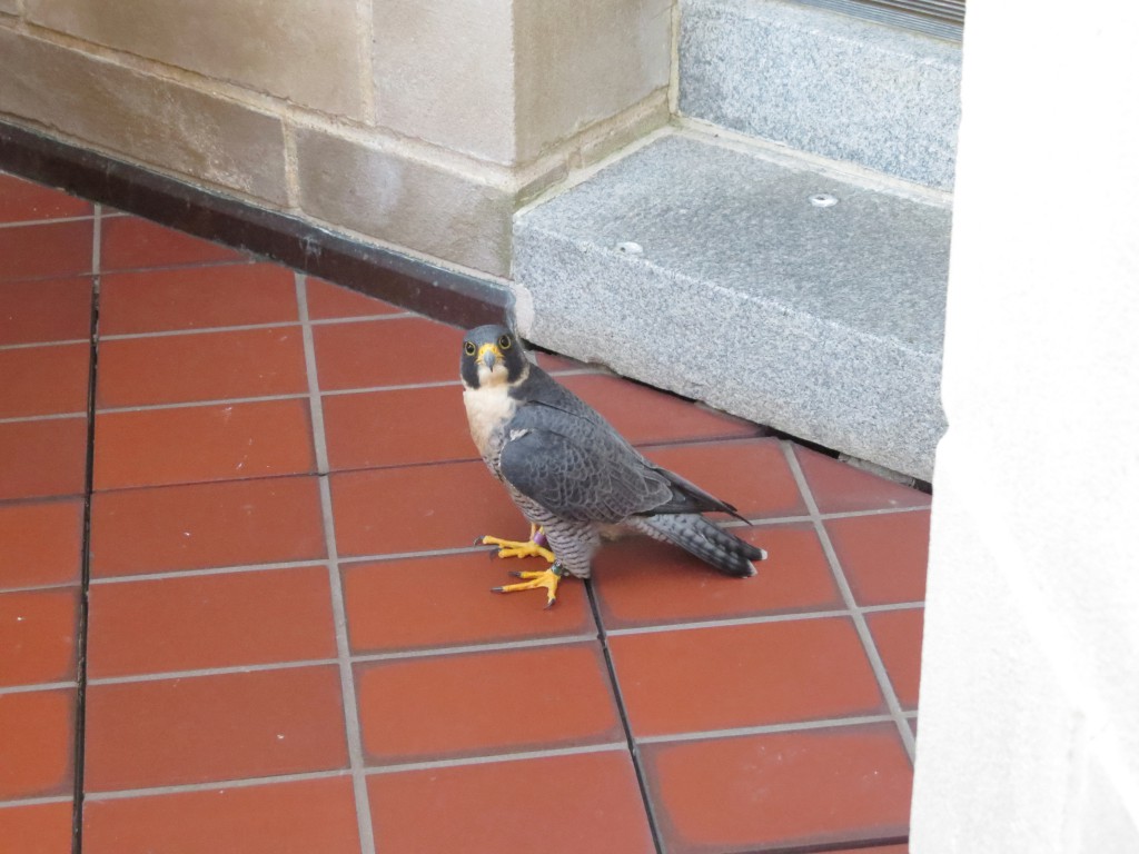 Trapped Peregrine Falcon