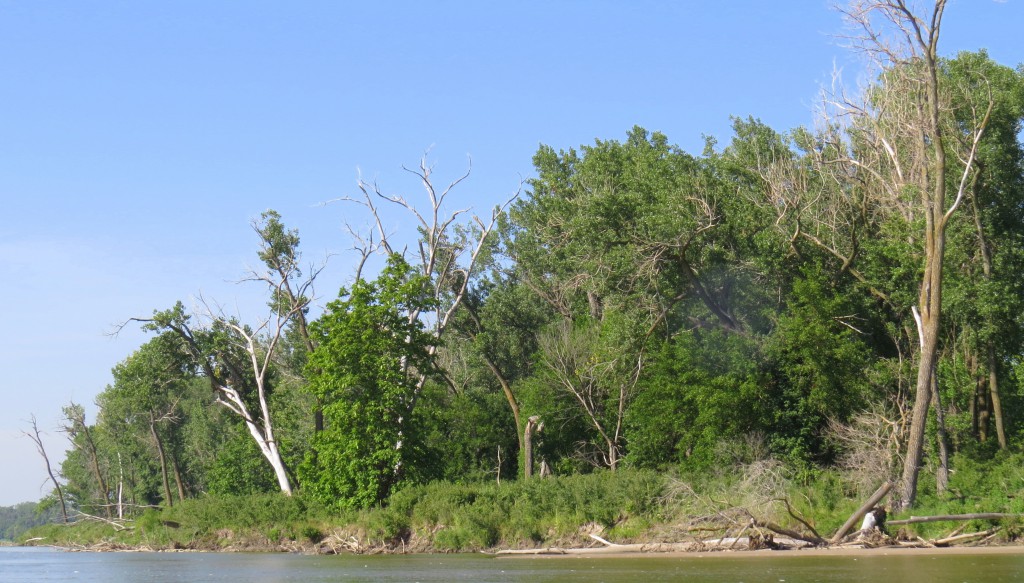 Lower Platte River riparian forest