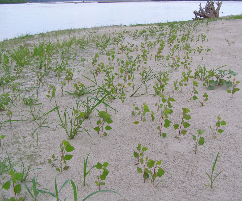 Seedling Cottonwood trees which have colonized a lower Platte River sandbar