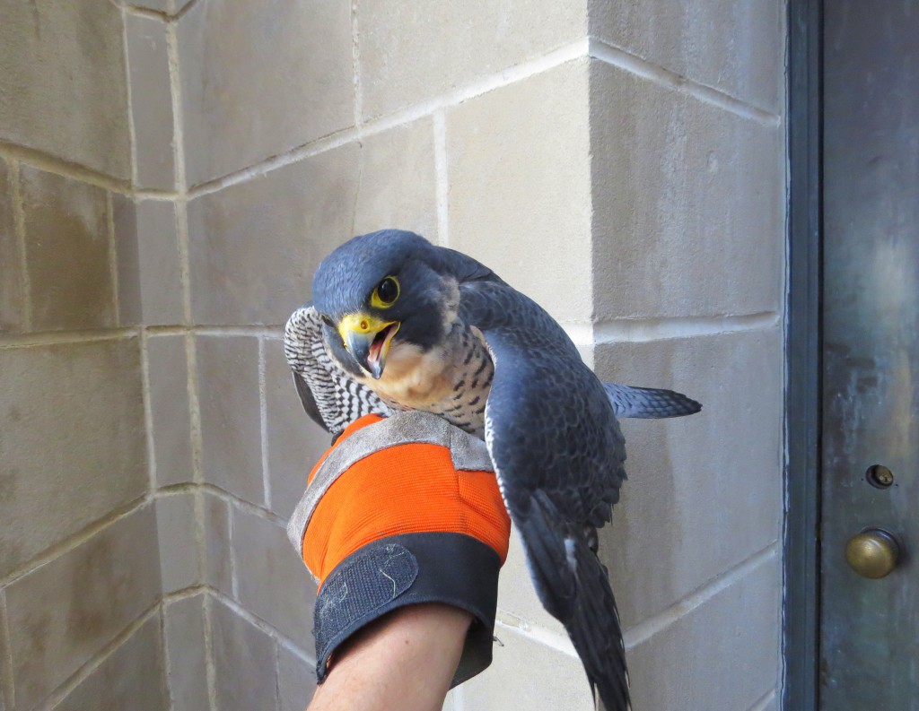 Captured Peregrine Falcon