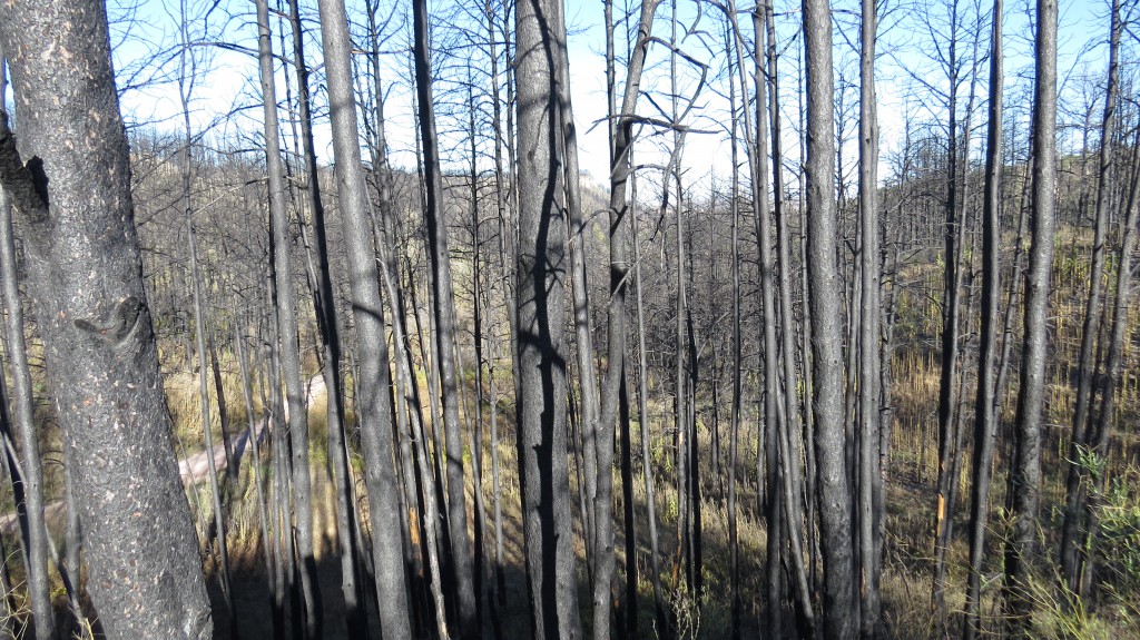 Pine Ridge ponderosa pine burn