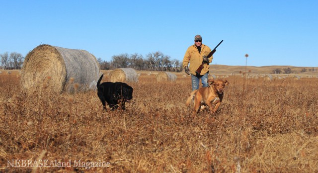 Pheasant season is a great time for hunters to utilize Open Fields and Waters public lands.