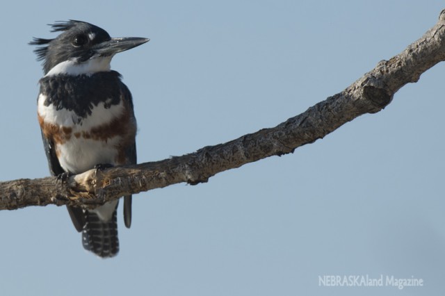 A female belted kingfisher perches on a branch of one of the dead trees at Whitney Lake. (NEBRASKAland/Justin Haag)