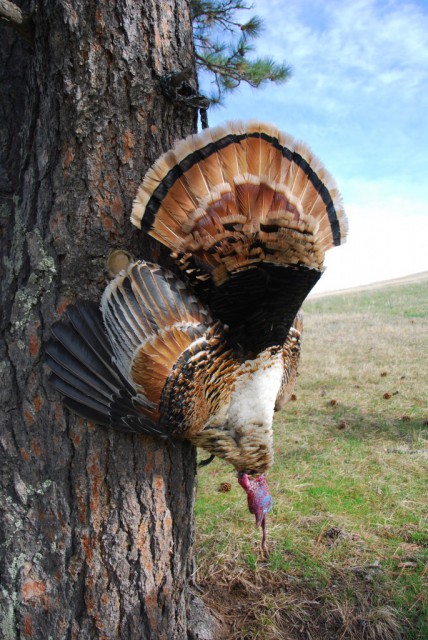 Scott Justice of Chadron harvested this turkey of the erythristic, or red, color phase. (Submitted photo)