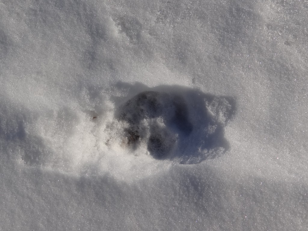 Coyote track in snow.