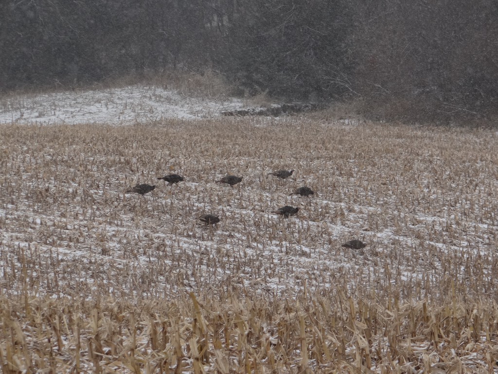 Wild turkeys in corn field with snow falling.