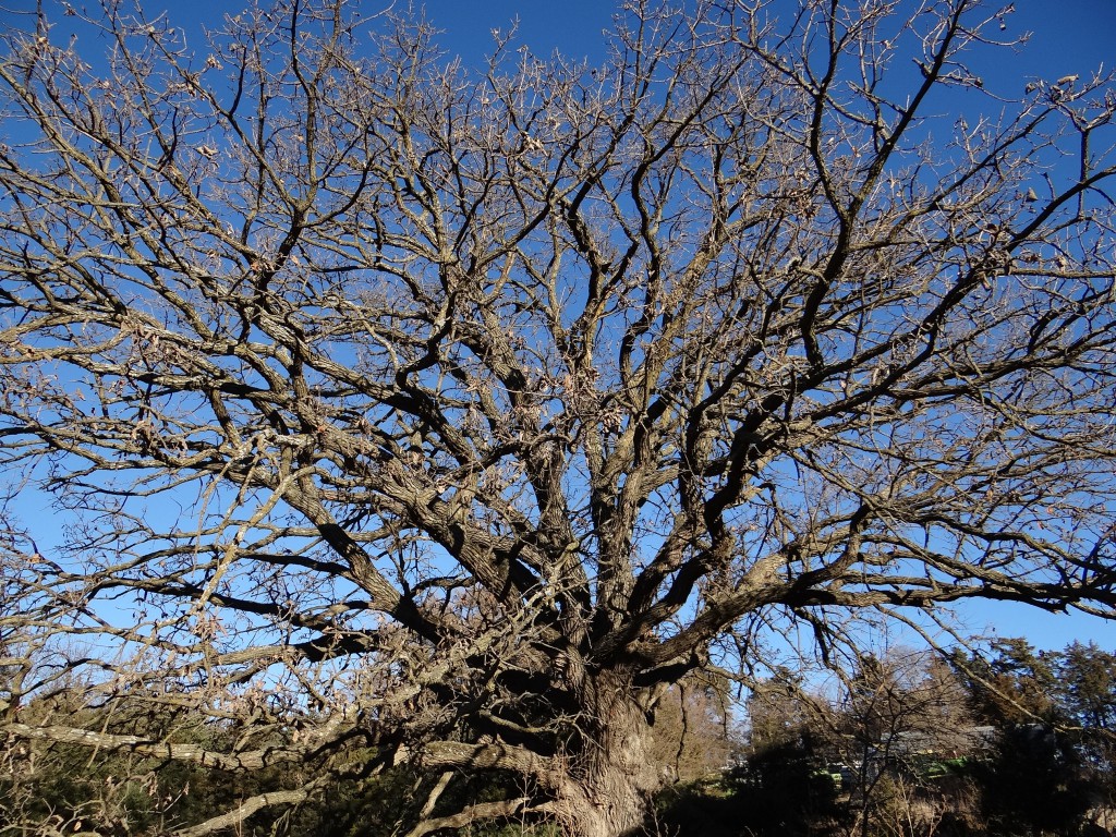 Very Old Bur Oak Tree.