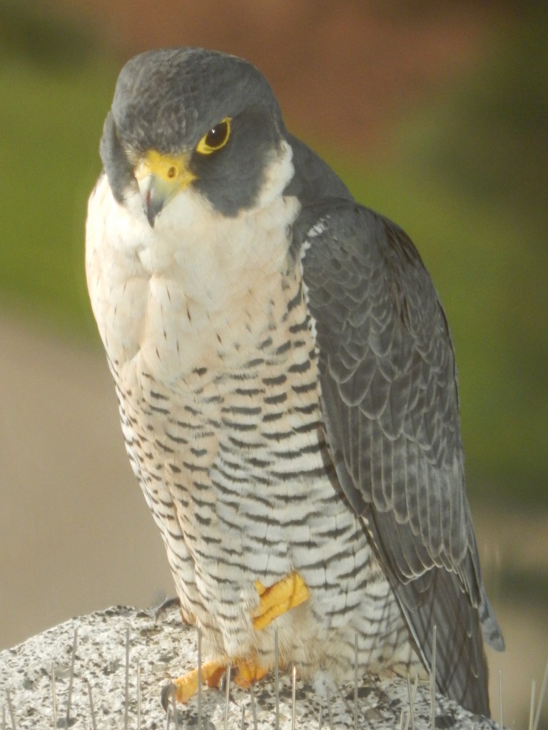 Lincoln Peregrine Falcon in Texas