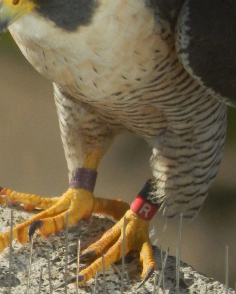 Capitol Peregrine Falcon in Texas