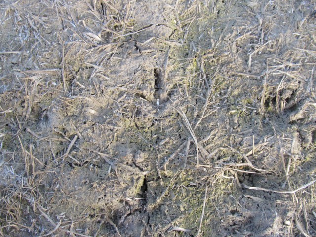Frozen Pheasant Tracks