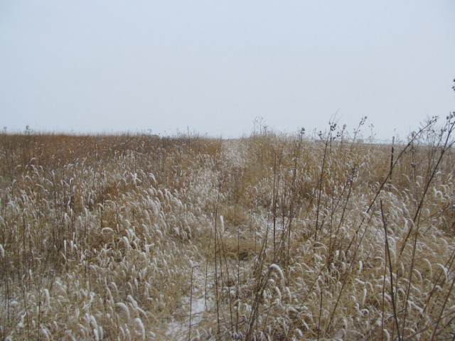 Snow on the Landscape
