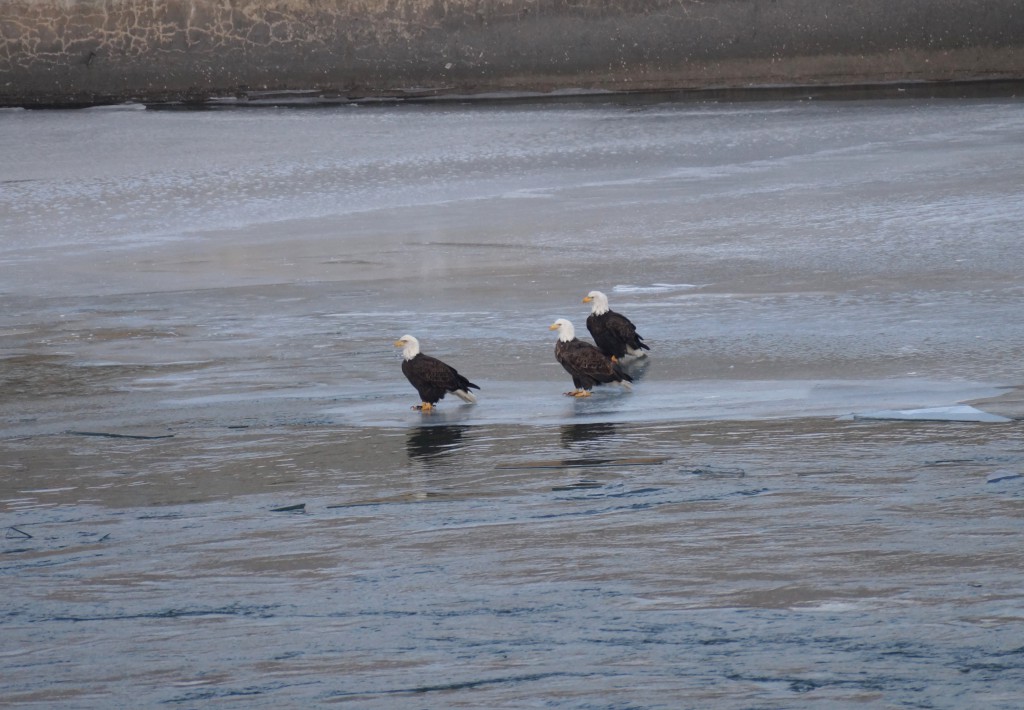 Bald Eagles at Lake Ogallala's spillway
