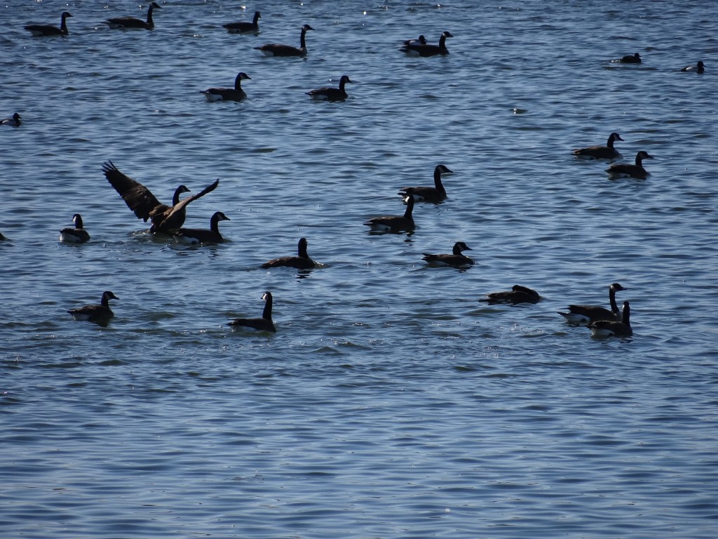 Canadageese