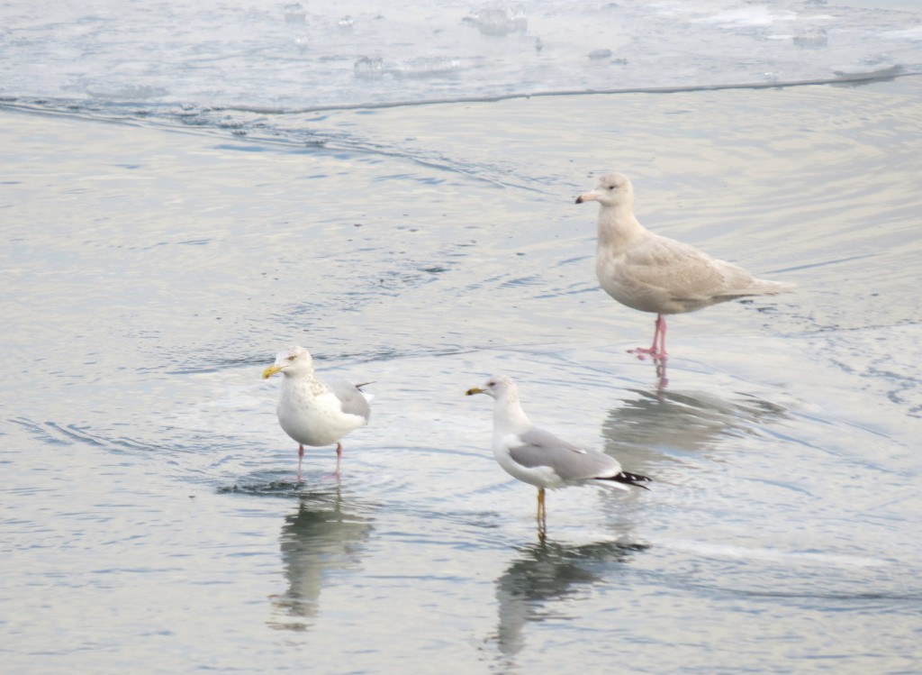 A Herring (left), Ring-billed (center) and Glaucous Gull at Lake Ogallala on Saturday, 10 January.