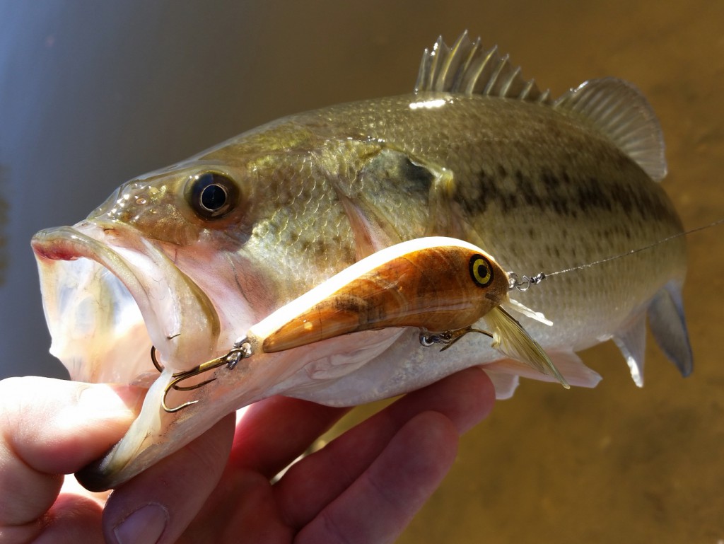 These lures catch fish!  You need to know about vibration baits