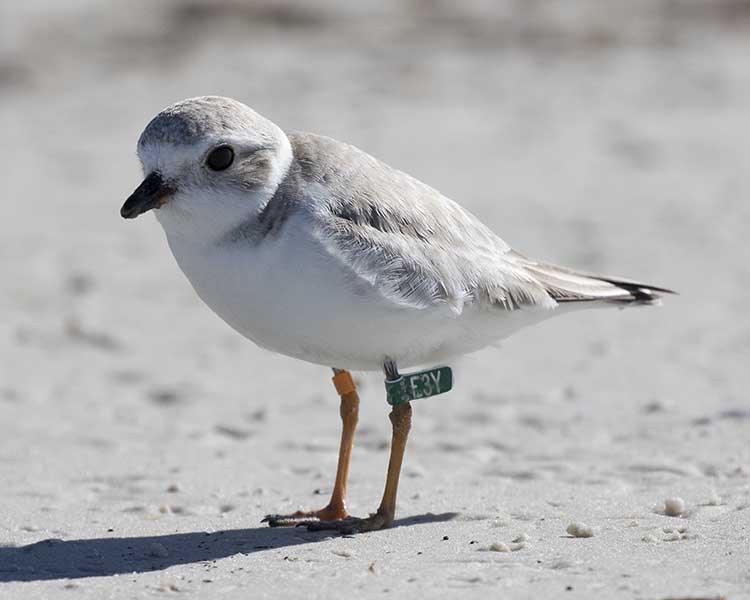 Green Flagged plover banded as a chick at Fire Island National Seashore, NY in the summer of 2014 and observed with Erwin at Bunch Beach, FL on 30 January 2015. Photo taken by Peter Hawrylyshyn.