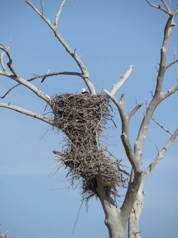 Adult Bald eagle on its' nest in April 2014.