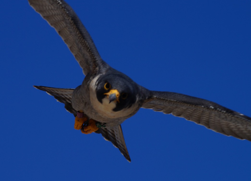 male Peregrine Falcon