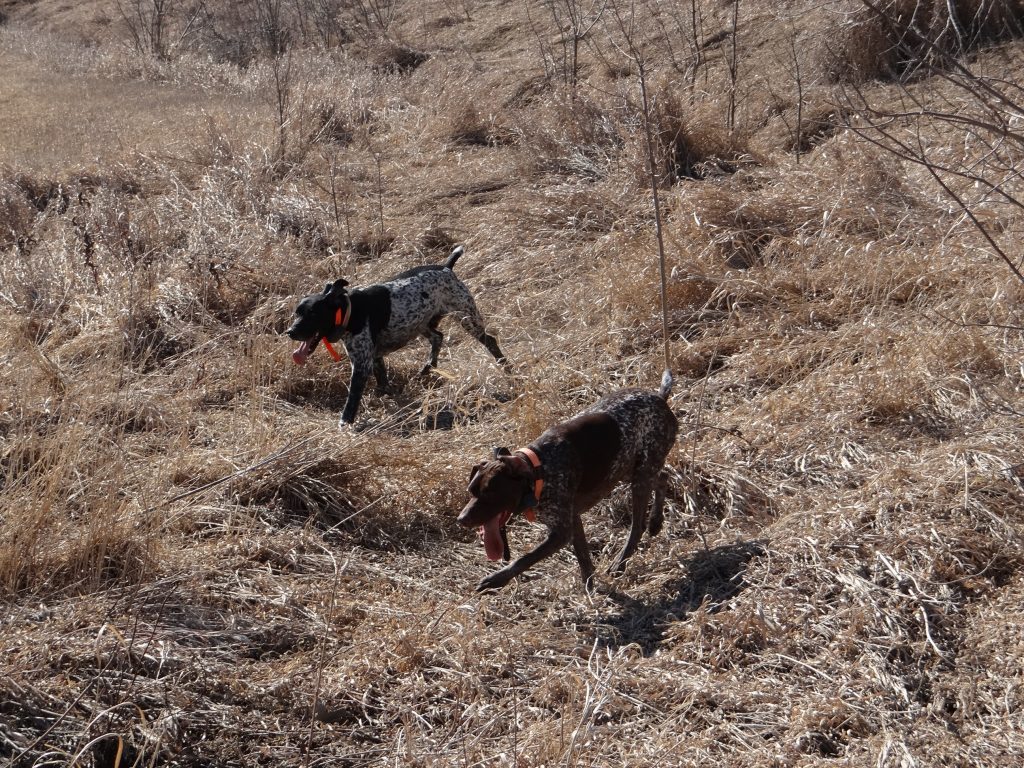 huntingdogs