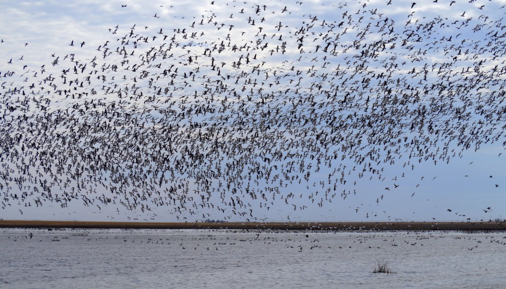 Most Snow and Ross's Geese have already migrated north of Nebraska. However, a few lingering and relatively small flocks are still an impressive site. This flock, along with a number of ducks, was at Hultine Waterfowl Production Area in Clay County.