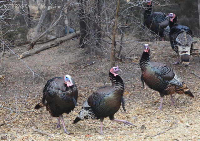 Turkeys will be dispersing from their winter flocks as the spring season nears. Toms will be fighting for breeding rights within the next week or two.