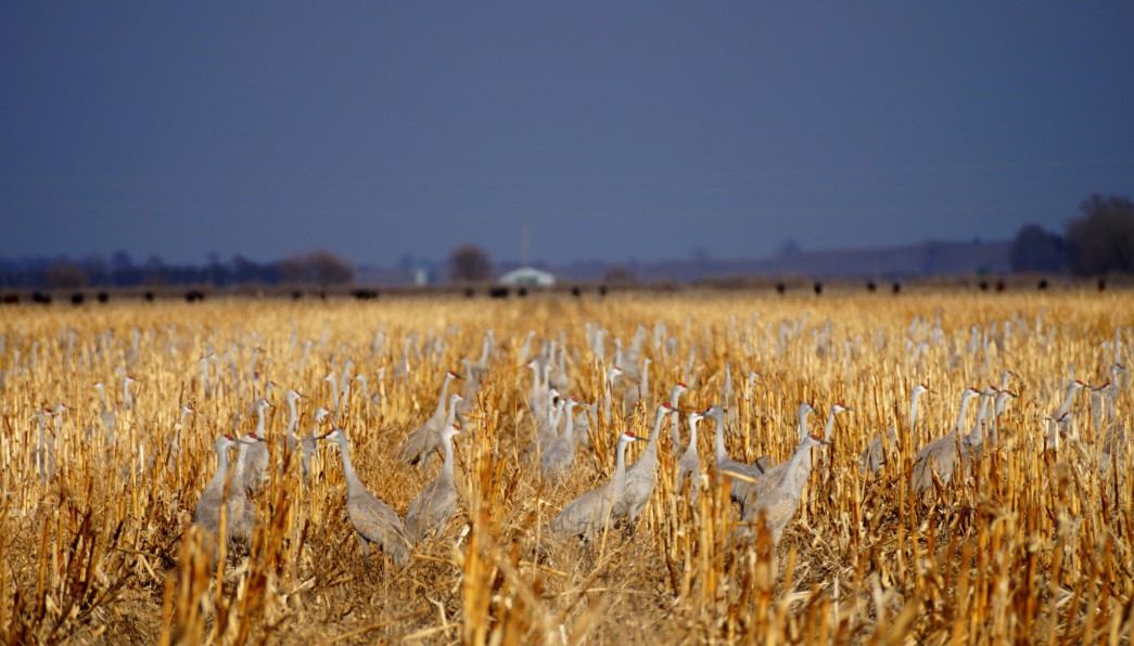 Even if the number of Sandhill Cranes peaks a little later than usual, there are currently thousands and thousands of cranes to enjoy in Nebraska. This group in corn stubble.