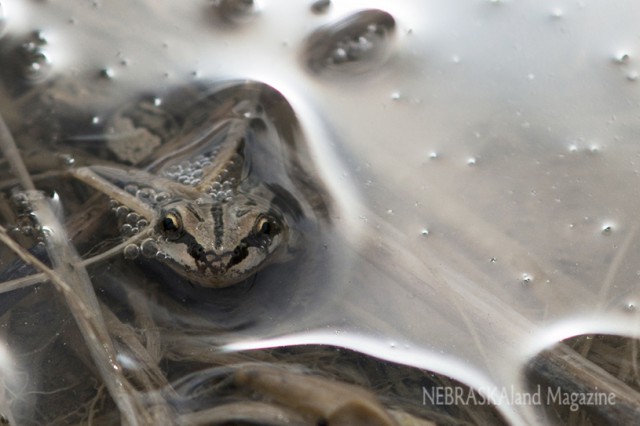 A Boreal chorus frog peers from the shallows of Red Willow State Recreation Area. (NEBRASKAland/Justin Haag)
