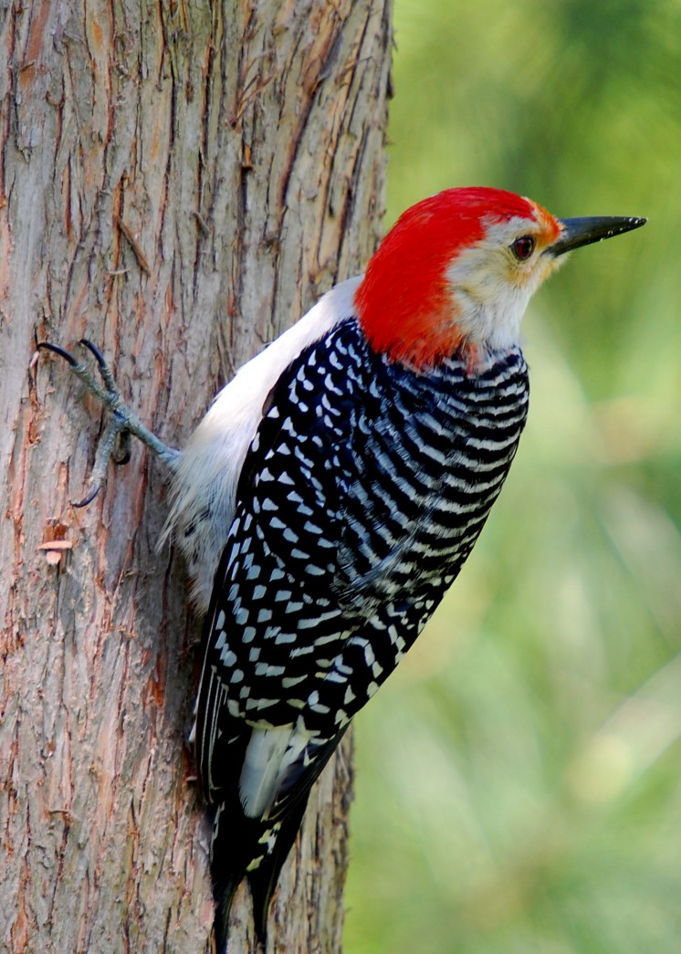 Red-bellied_Woodpecker_on_tree
