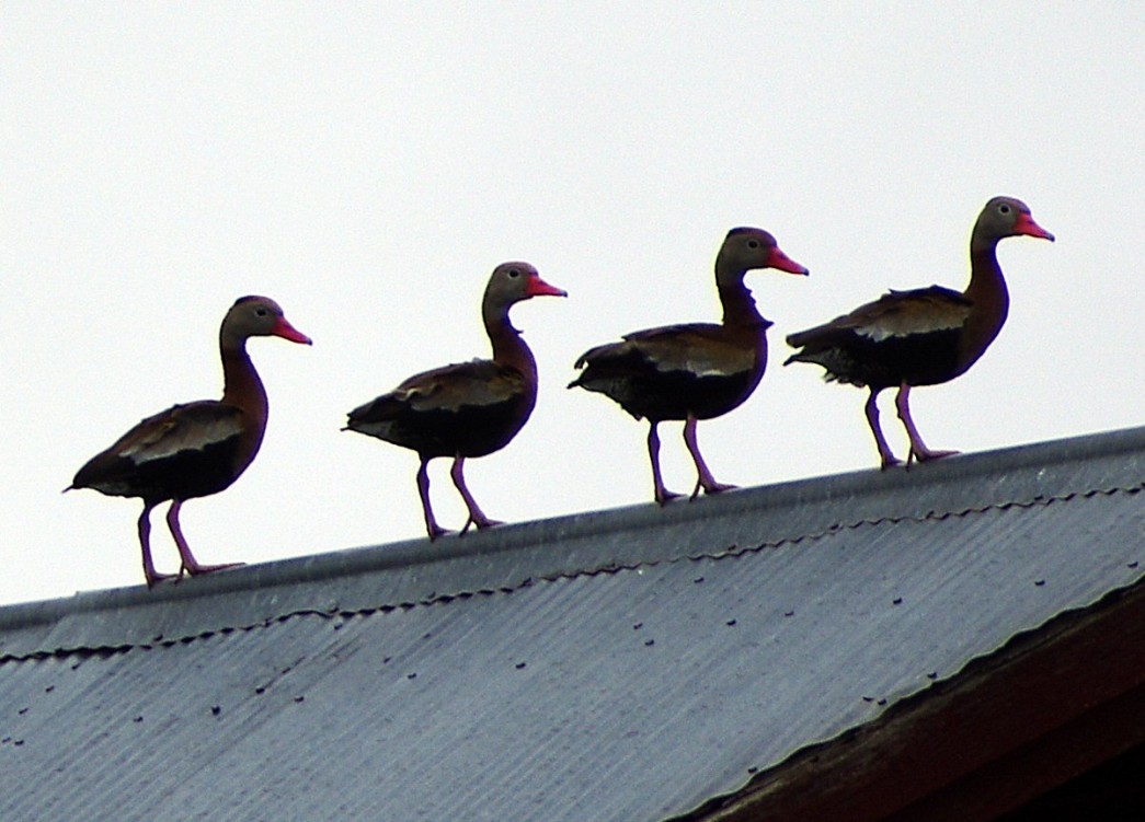 Black-bellied Whistling-Ducks