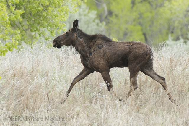 A moose trots through Bridgeport State Recreation Area earlier this week. (NEBRASKAland/Justin Haag)