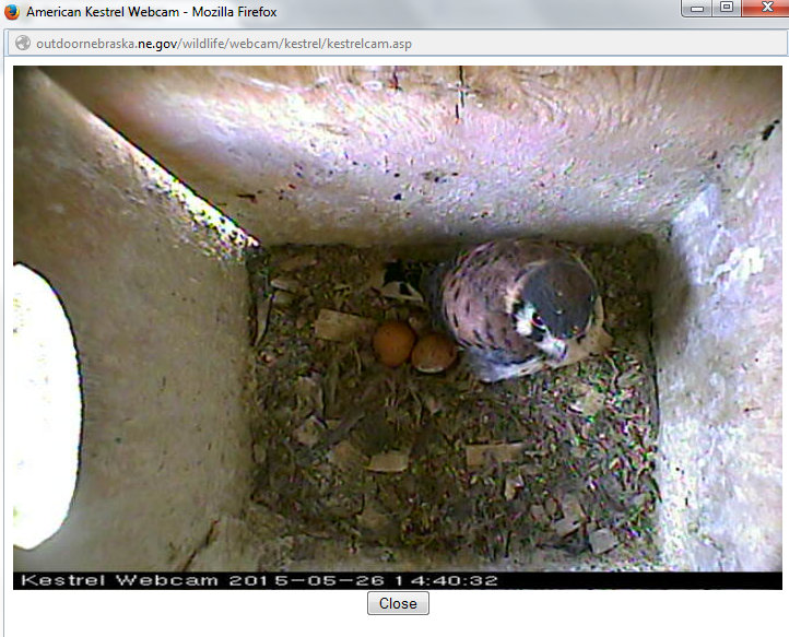 Kestrel chick and eggs