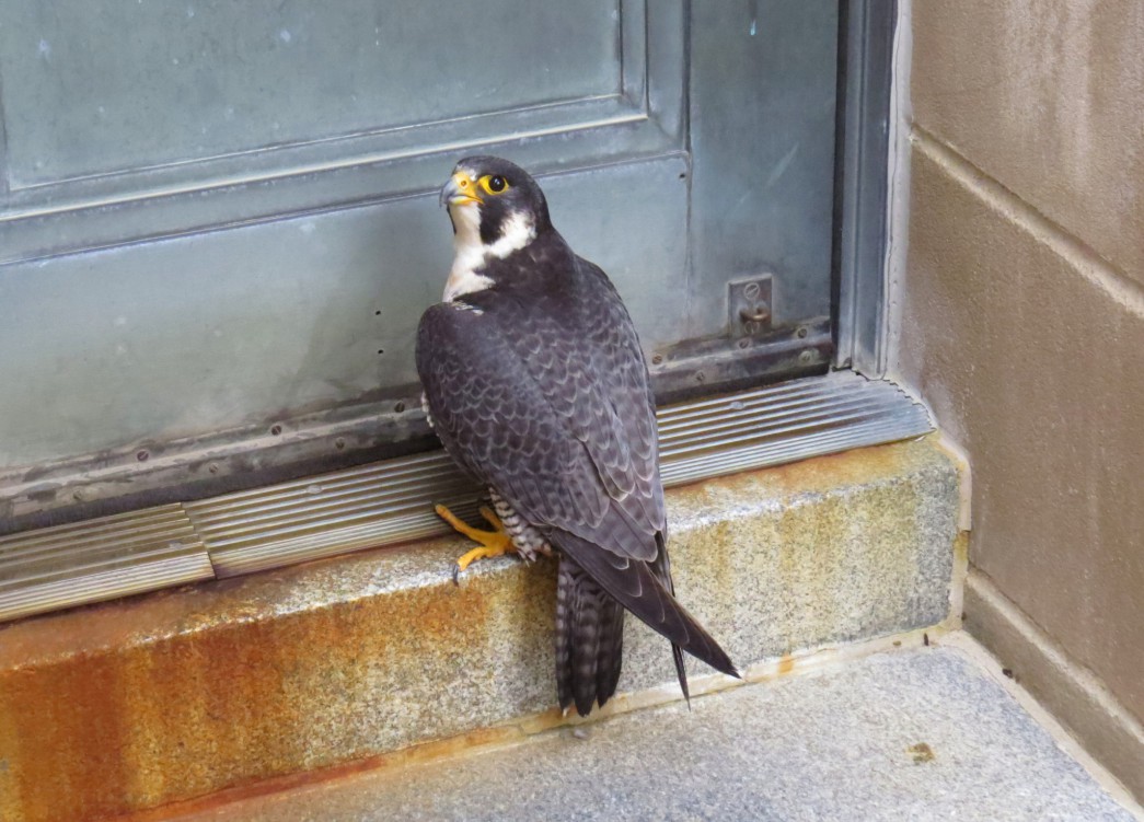 Trapped Peregrine Falcon A/Y