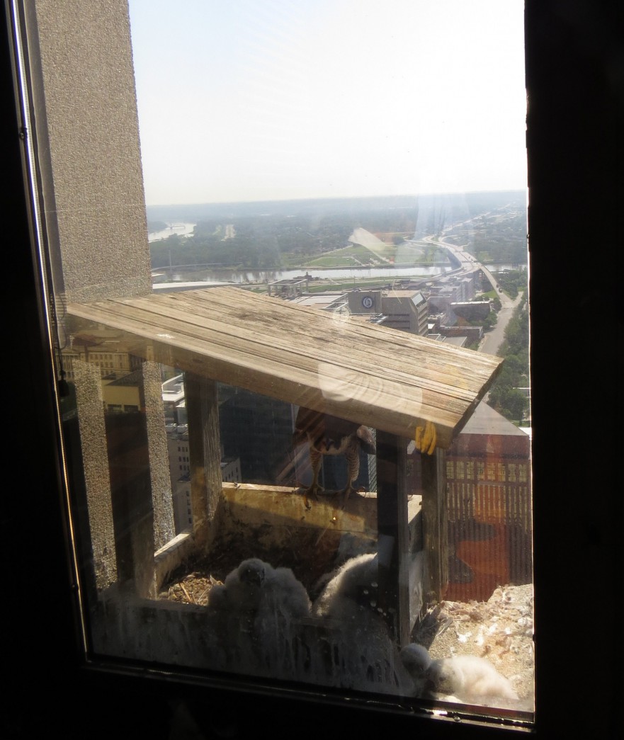 The Peregrine Falcon nest box and its contents on the 28th floor of the Woodmen Building before the banding.