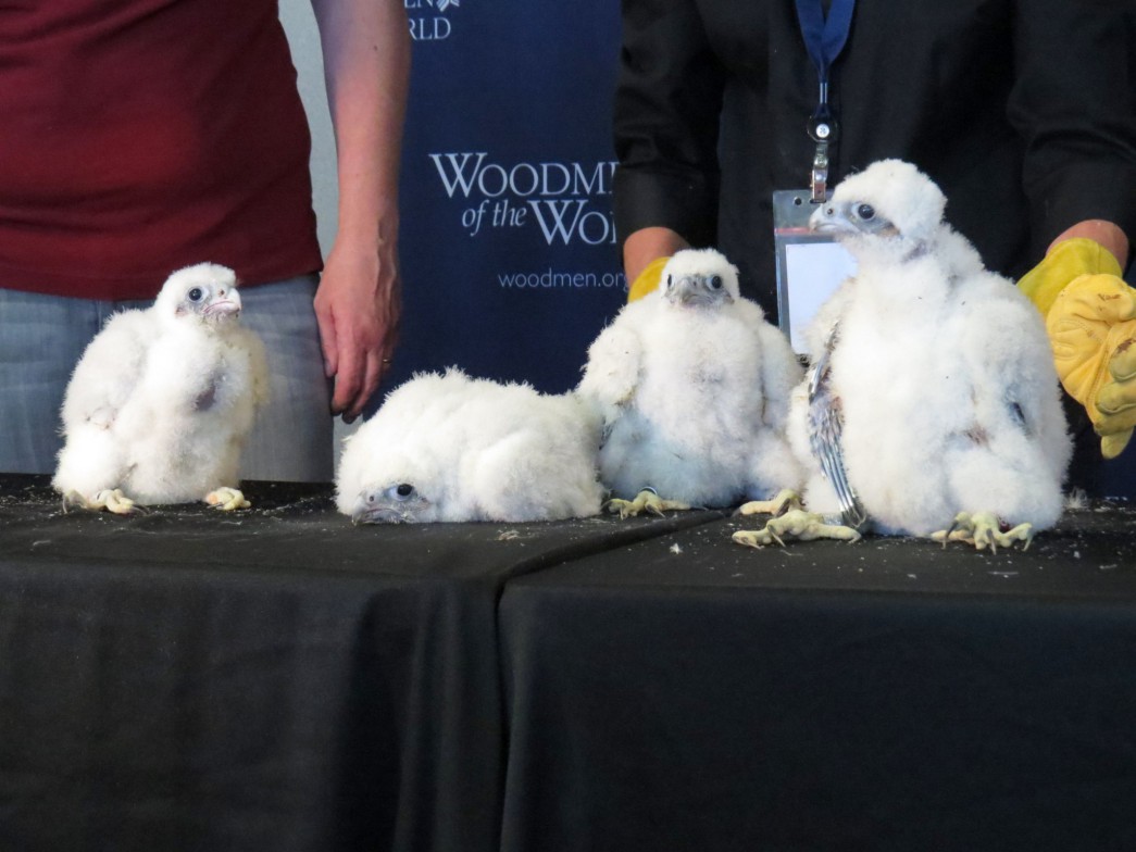 The eyases were lined up for a final "glamour shot" after they were banded and given a check-up. 