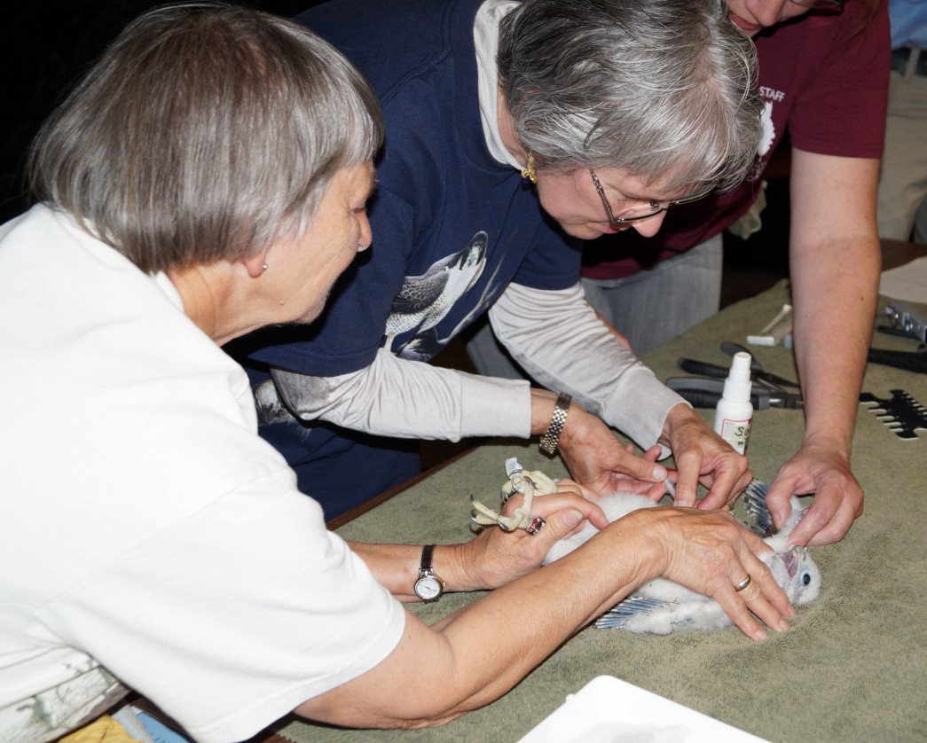 Betsy Finch, Janet Stander and Elaine Bachel of Fontenelle Forest's Raptor Recovery gave the bird a health check-up and took some blood for genetic work conducted by the Raptor Center at the University of Minnesota.