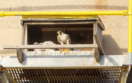 This photo shows at least two and possibly three eyases in the nestbox.