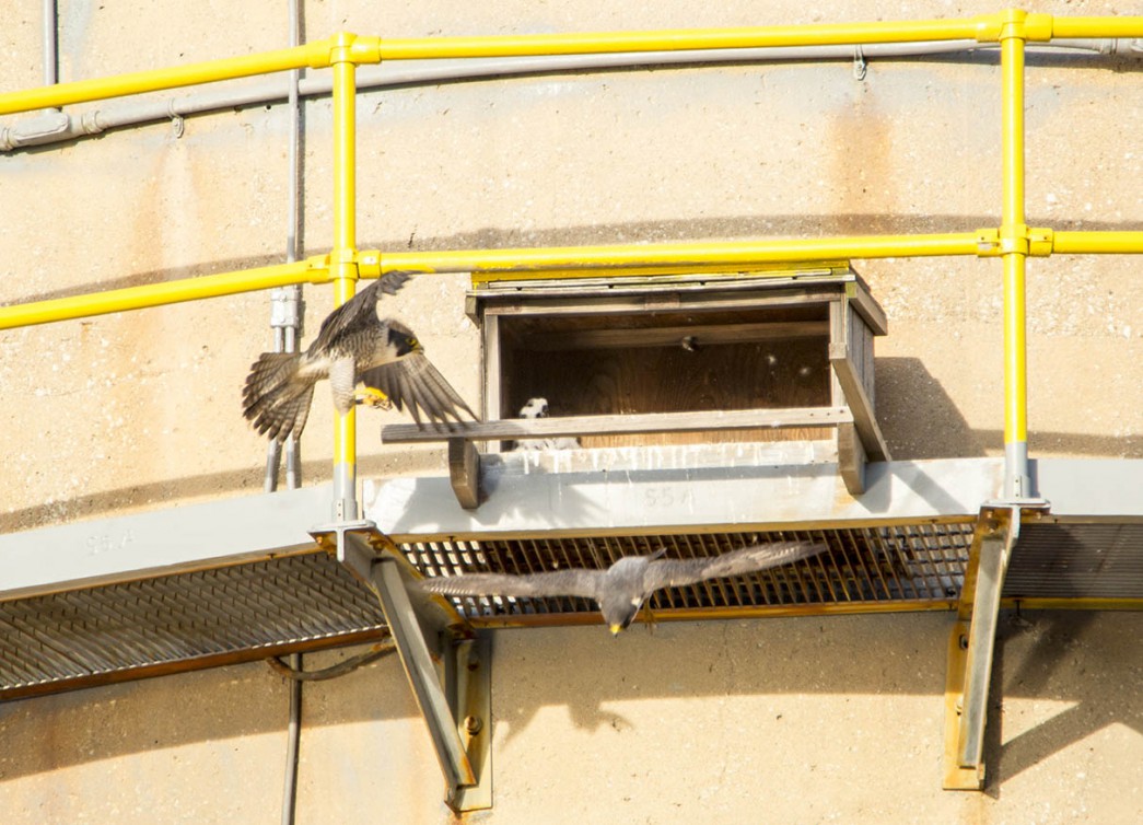 In this photo, it clearly shows the adult has a red and black band. Who is this mystery Peregrine Falcon? Photo credit: Photo credit: Andrew Roger/Omaha Public Power District.