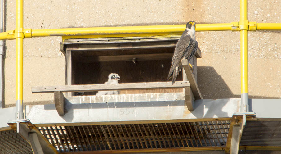 An adult Peregrine Falcon and at least one eyas. Photo credit: Andrew Roger/Omaha Public Power District. 