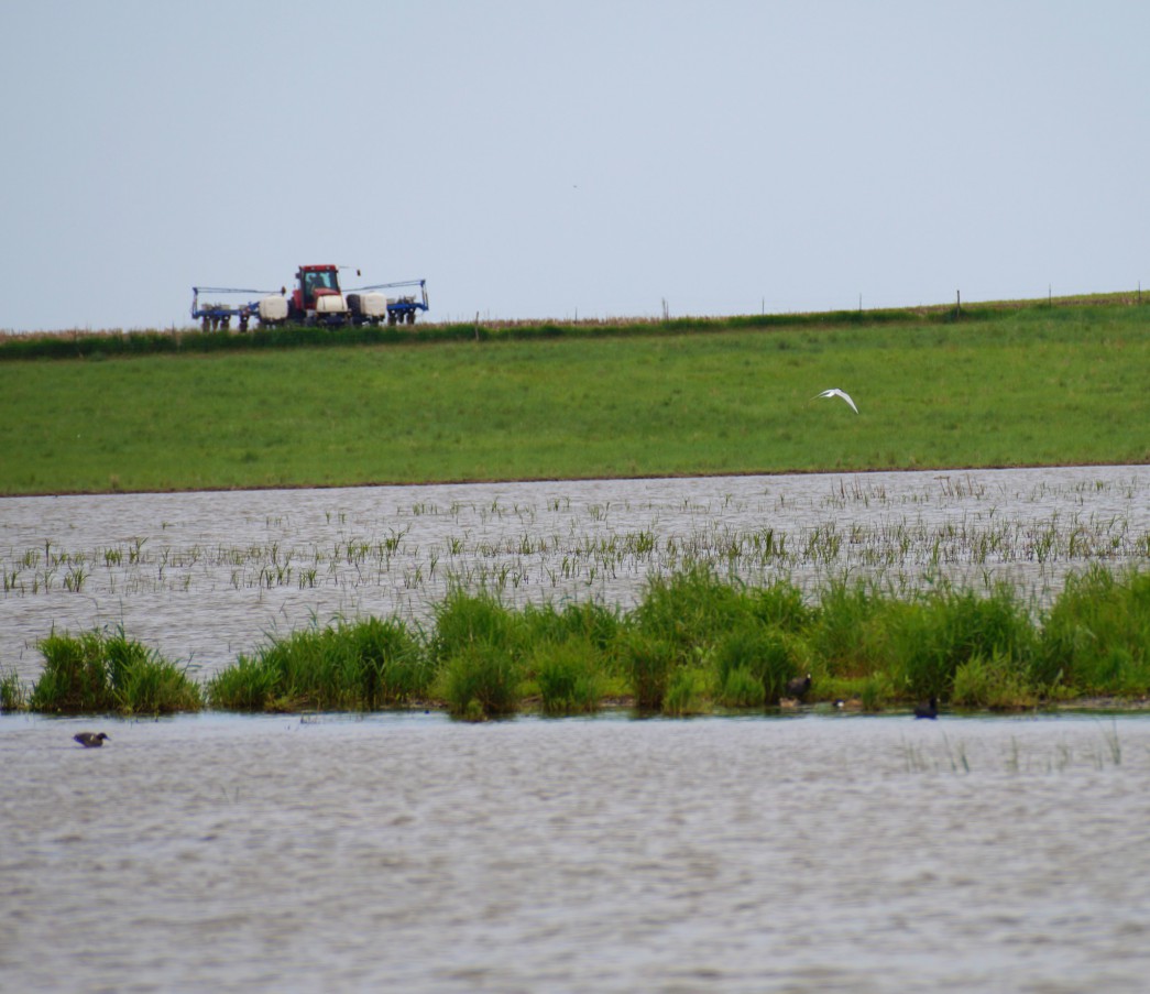 A view of what I first saw at Marsh Duck WMA, a medium-sized white tern flying over the wetland. This may be the first time in history an Arctic Tern and a tractor/corn-planter were captured in the same frame. 