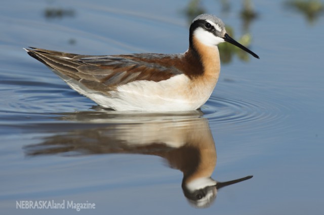 Birds, such as this Wilson's phalarope, will be among the wildlife celebrated at the Bioblitz at Oliver Reservoir near Kimball. (NEBRASKAland/Justin Haag)
