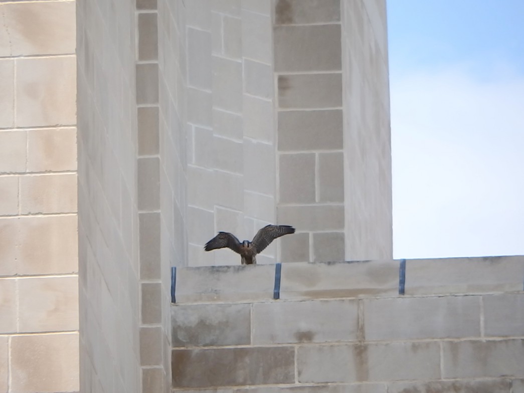 The fledged Peregrine Falcon on the Capitol. Photo credit: Jeanne Hibbert.