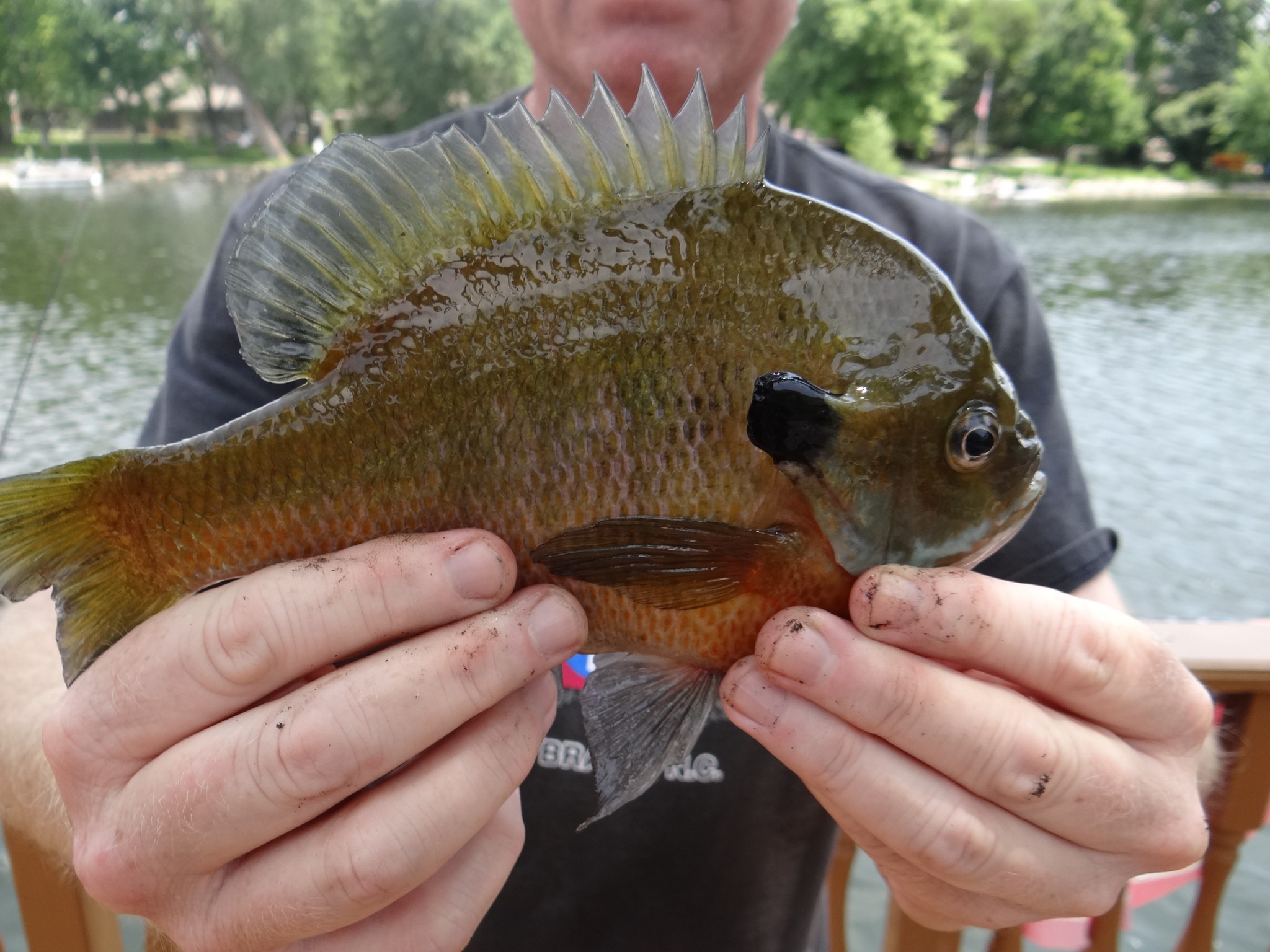Seven Reasons to Tackle Bluegill