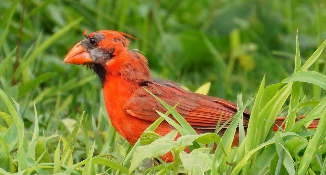 This male Northern Cardinal's appearance 