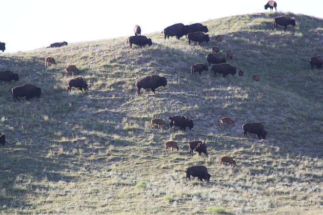 Bison at Fort Robinson State Park near Crawford, NE. Photo courtesy of Mike Freel, Omaha, NE.
