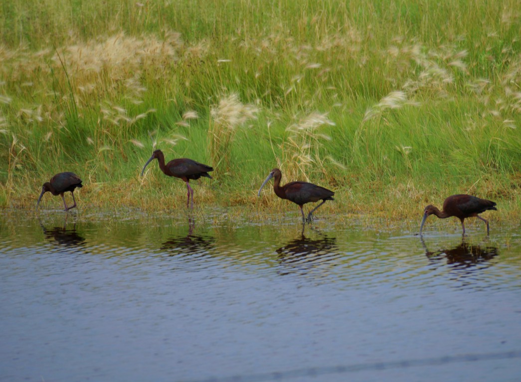 Small flocks of White-faced Ibis were all along Highway 2 between Lakeside and Antioch.  