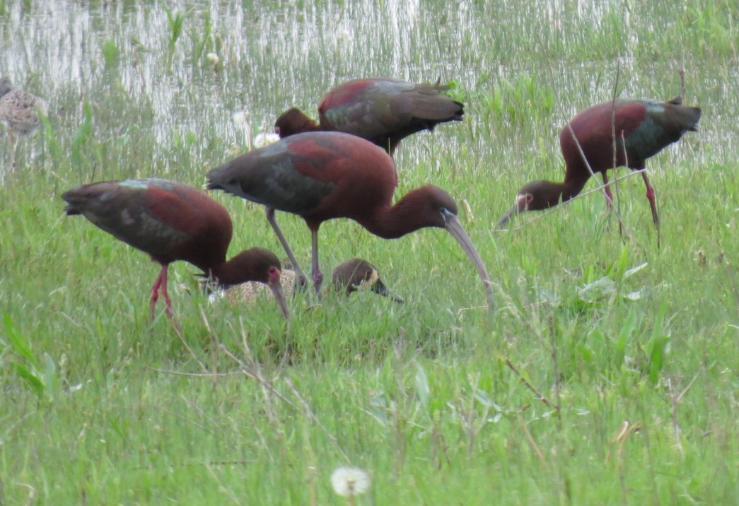 Glossy and White-faced Ibis