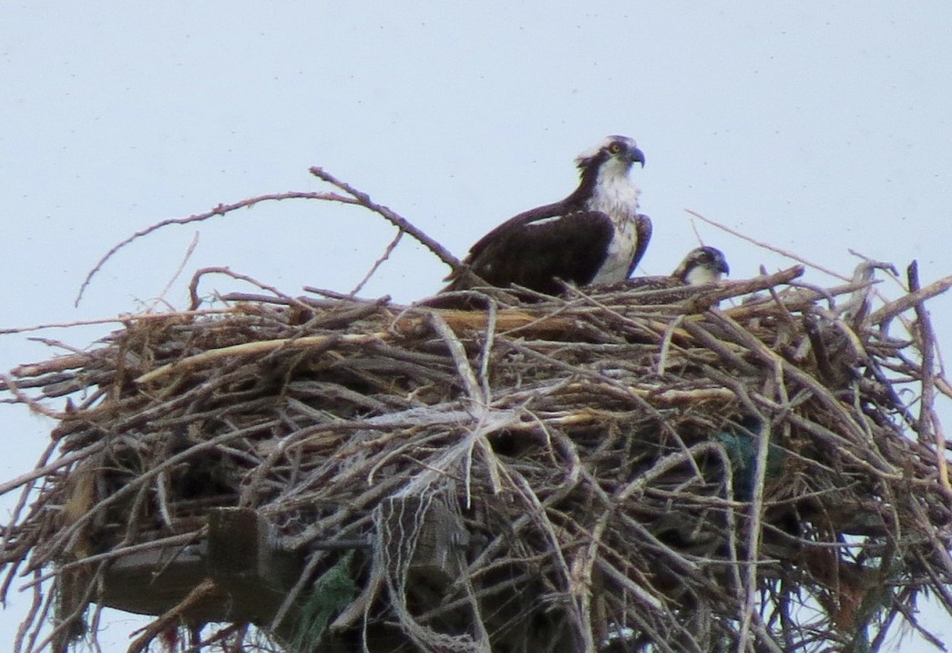 Ospreys on nest close