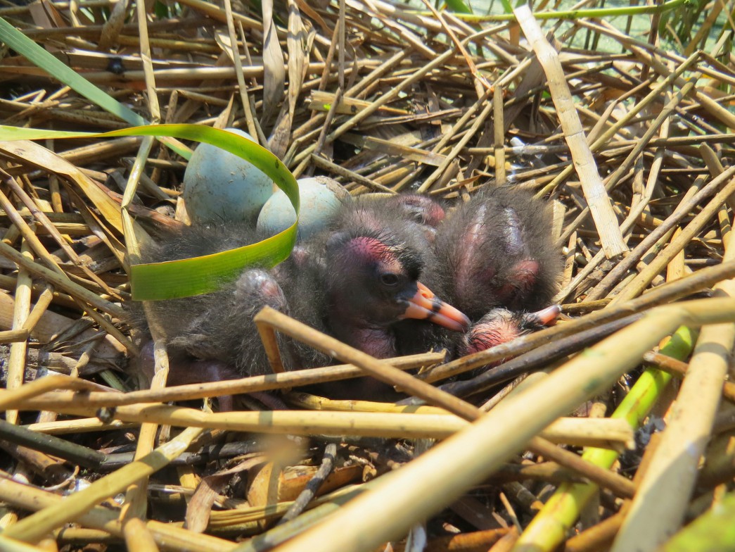White-faced Ibis nest